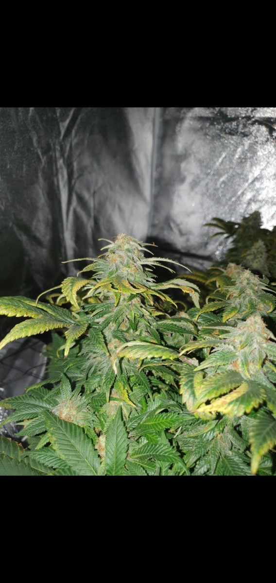 Screenshot_20201106-182722_Gallery