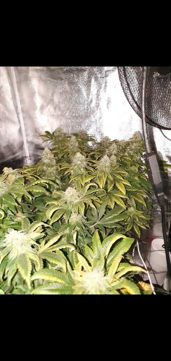 Screenshot_20201106-182753_Motion photo viewer