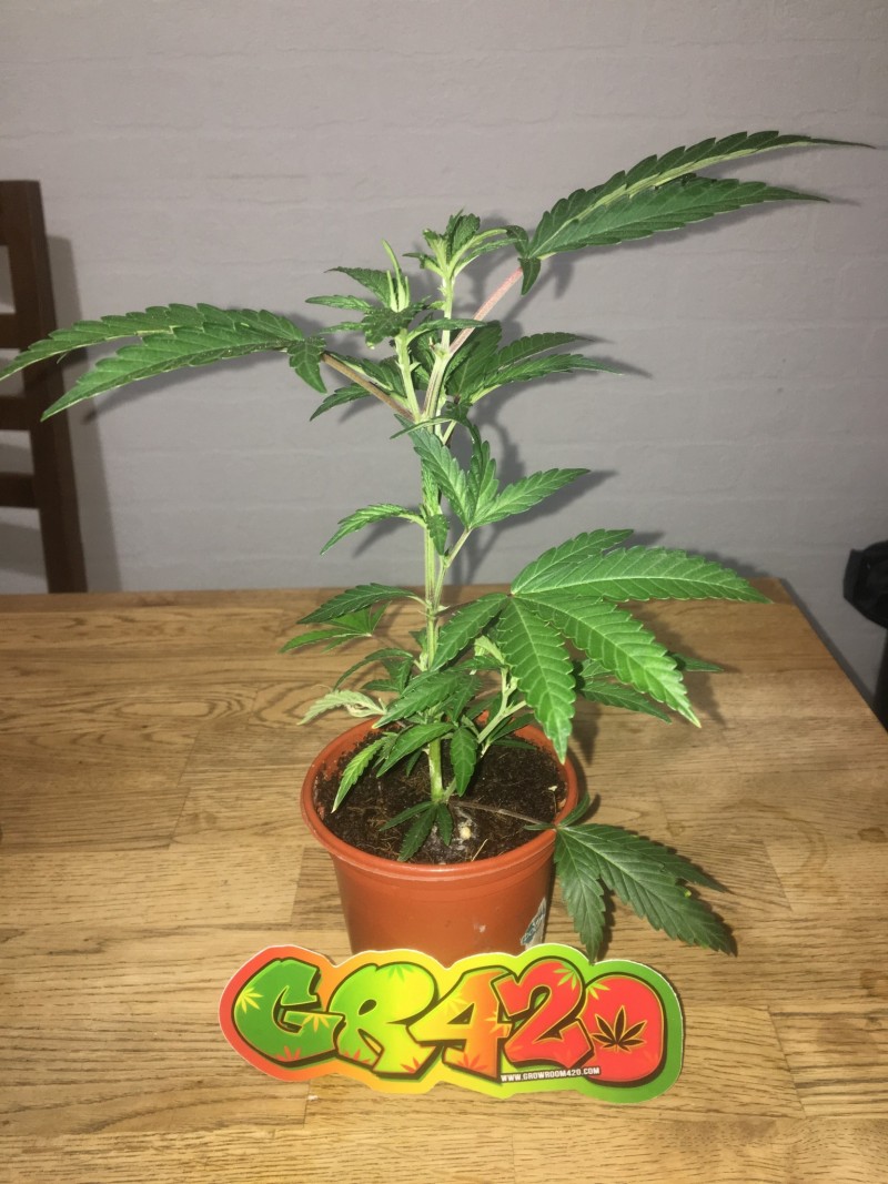 1DFA65FC-D745-4AC9-AC3A-B1BCF8EEA9F8