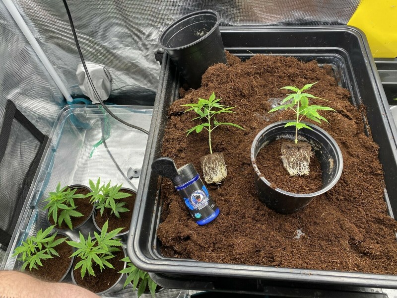 C83635AB-F40F-4E4E-B095-16EF76940877