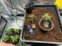 C83635AB-F40F-4E4E-B095-16EF76940877