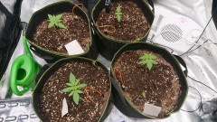 obscura1605122306909