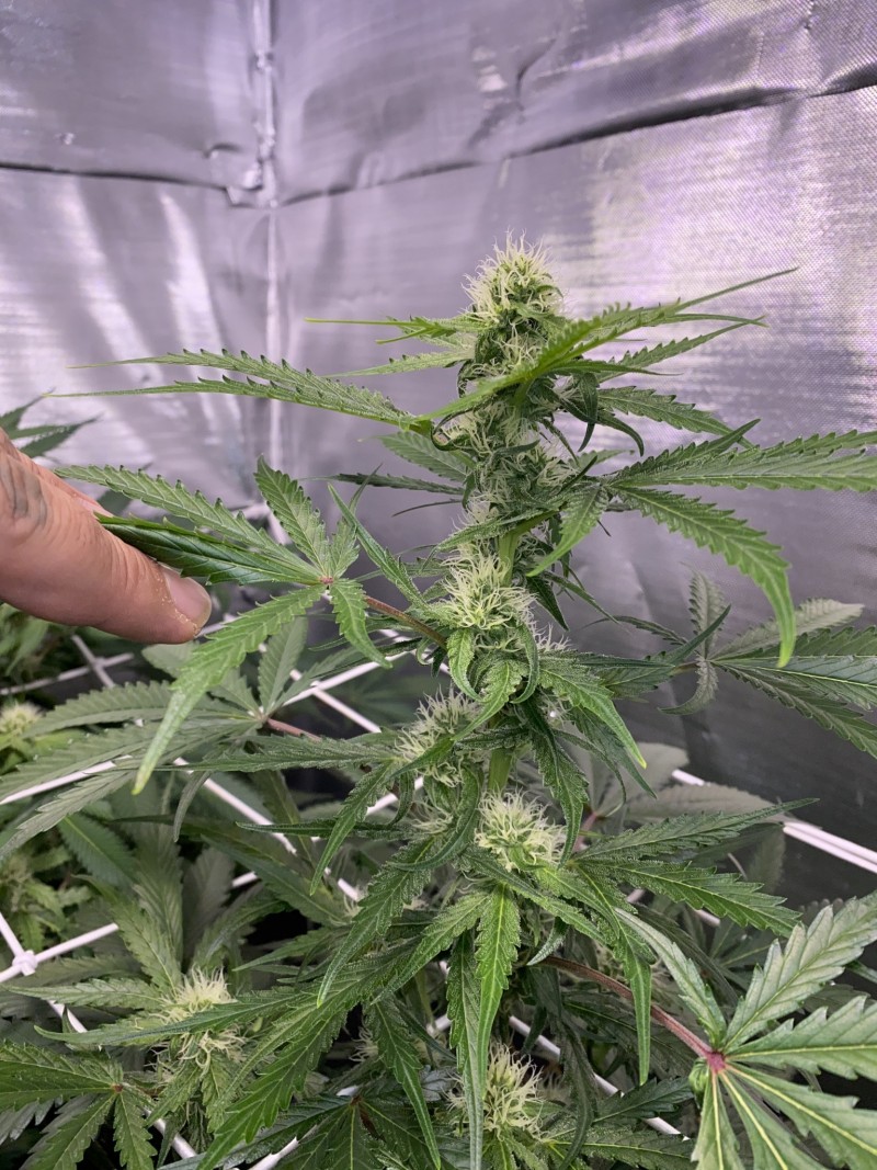 018BEB32-D1E3-48BC-8707-014449F1D0BA