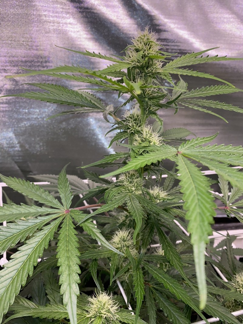 59851161-E111-4B33-884B-A1F3C30FAEB7