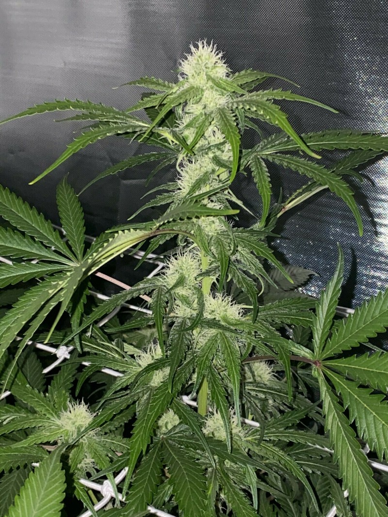 9E28D069-73CC-4221-AB6C-50A6C69E9BA8