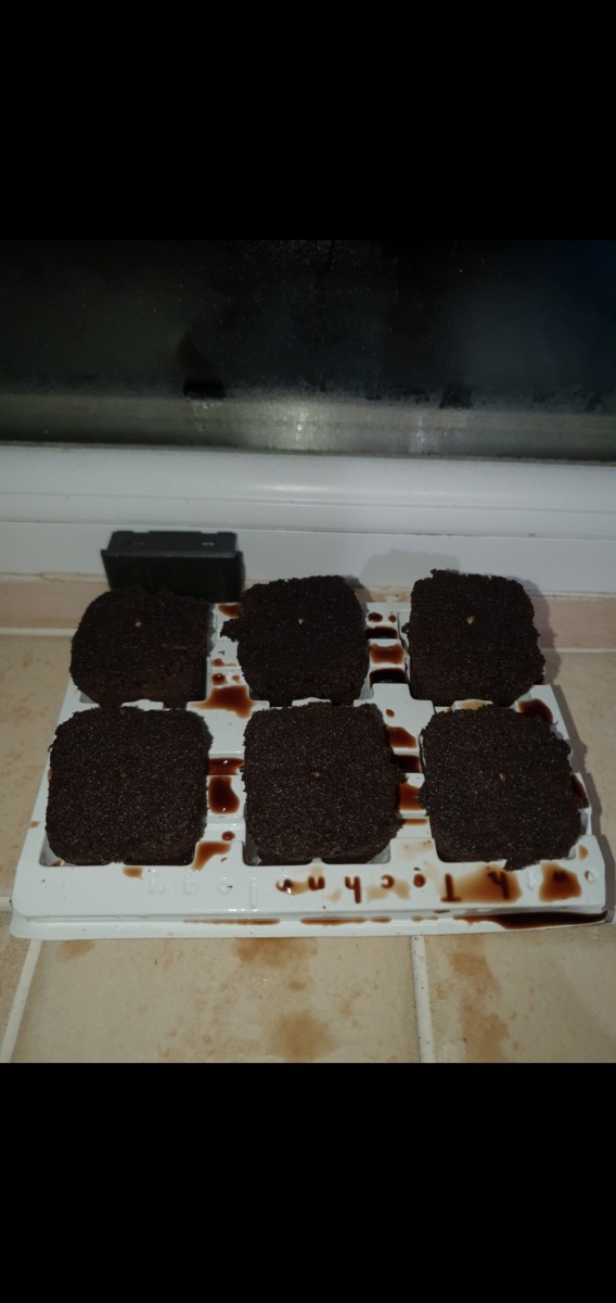 Screenshot_20201112-202242_Gallery