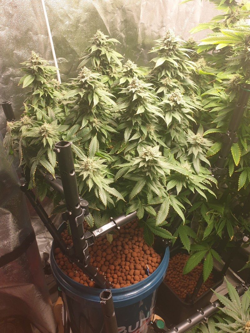 Roof 95 Week 5 and a half