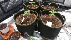 obscura1605296637641