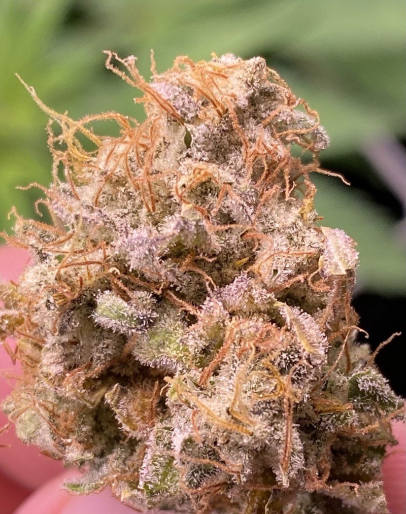 9AEC9B7C-1E7A-41B2-846A-3CDFA50975AF