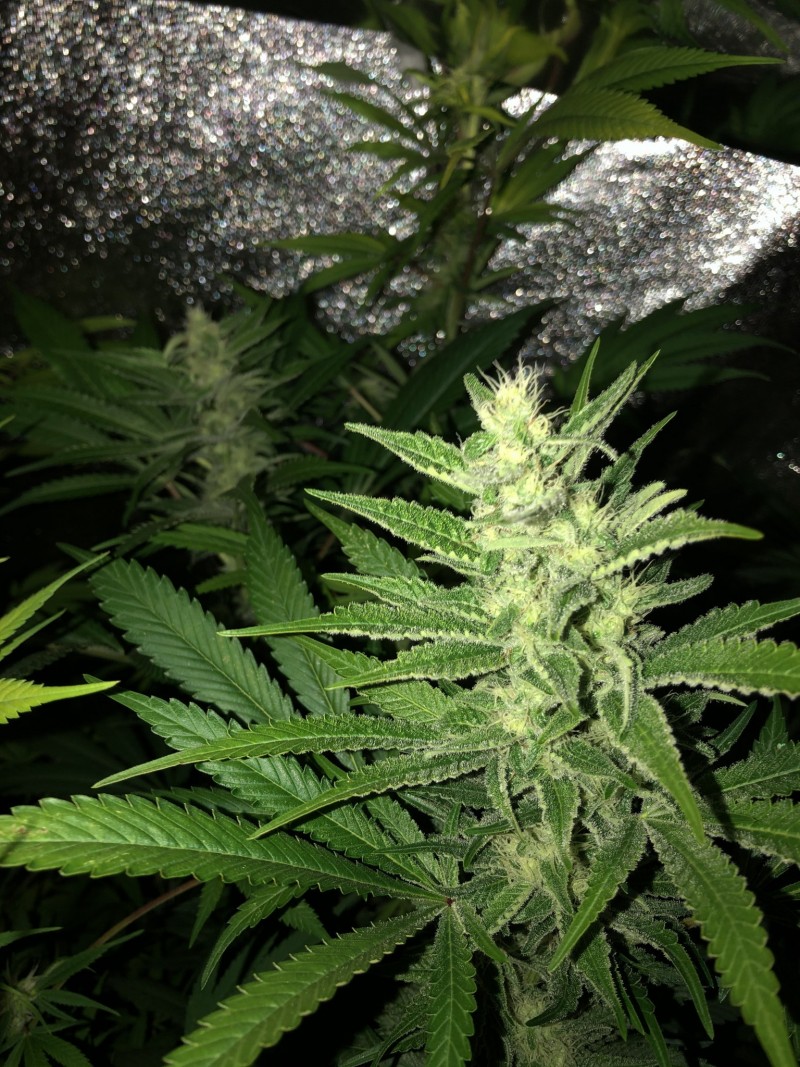 01C8B1FD-A5C6-4C4B-9BC9-D14AA129DDA1