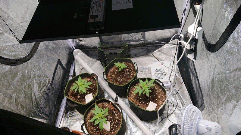 obscura1605713316197