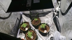 obscura1605713316197