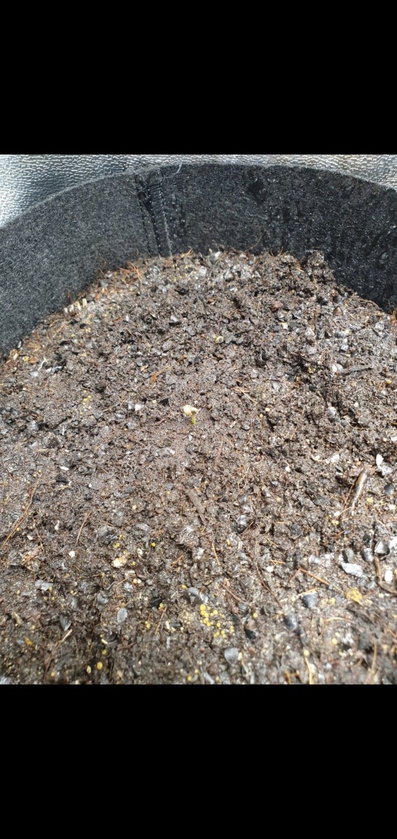 Screenshot_20201118-203415_Gallery