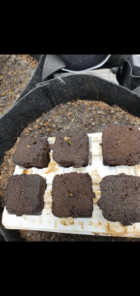 Screenshot_20201118-203500_Gallery