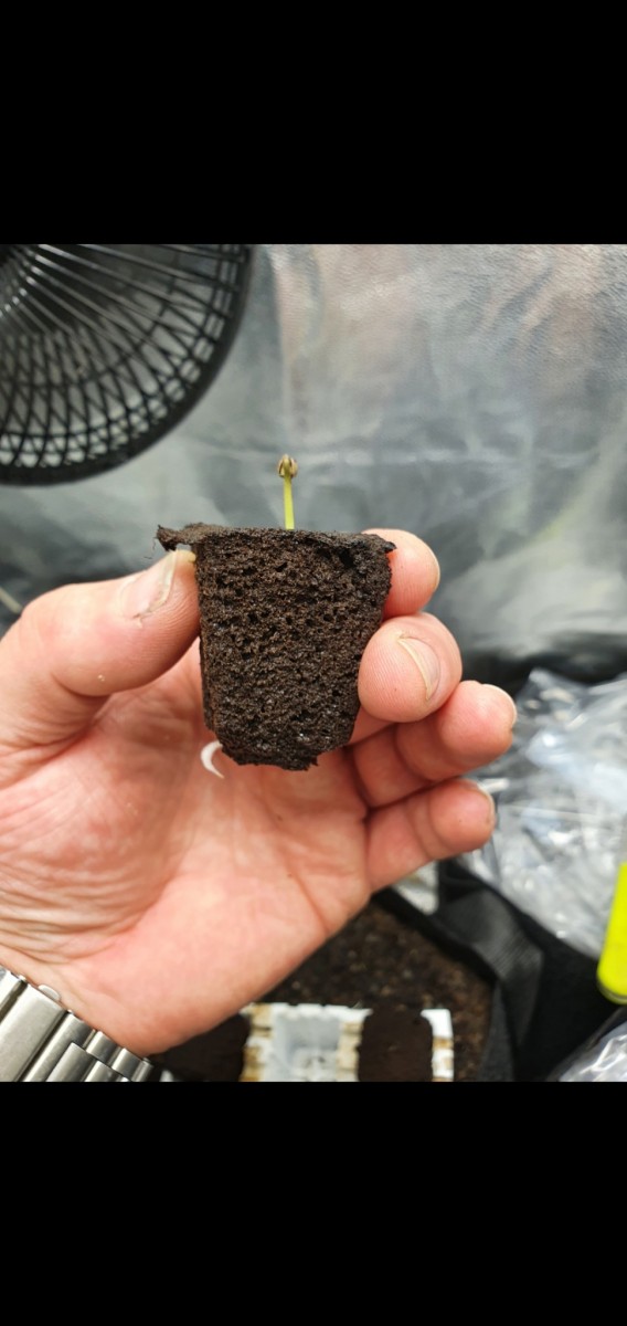 Screenshot_20201118-203449_Gallery