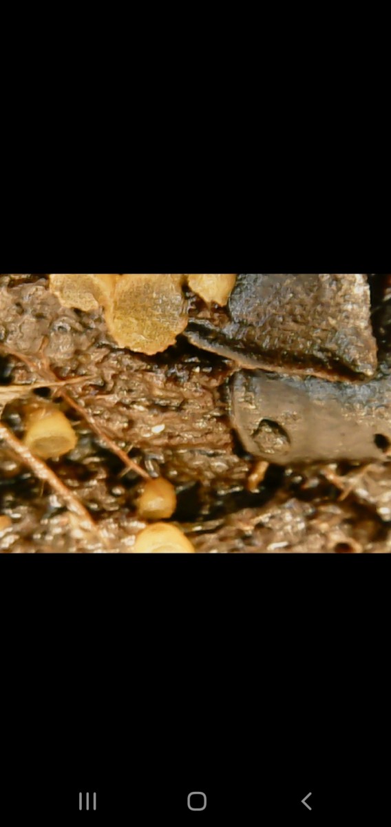 Screenshot_20201119-215622_Gallery