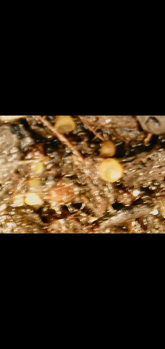 Screenshot_20201119-215628_Gallery