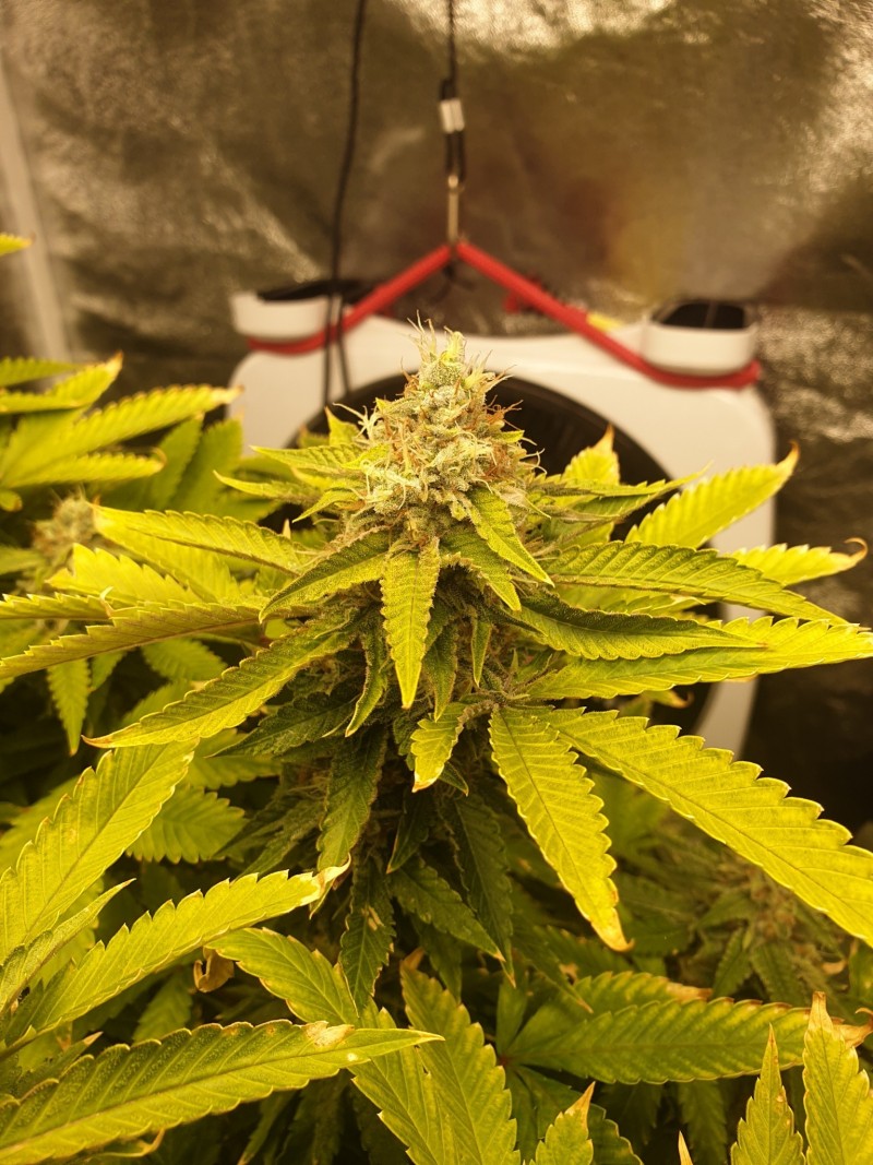 Killer Queen Week 6 2