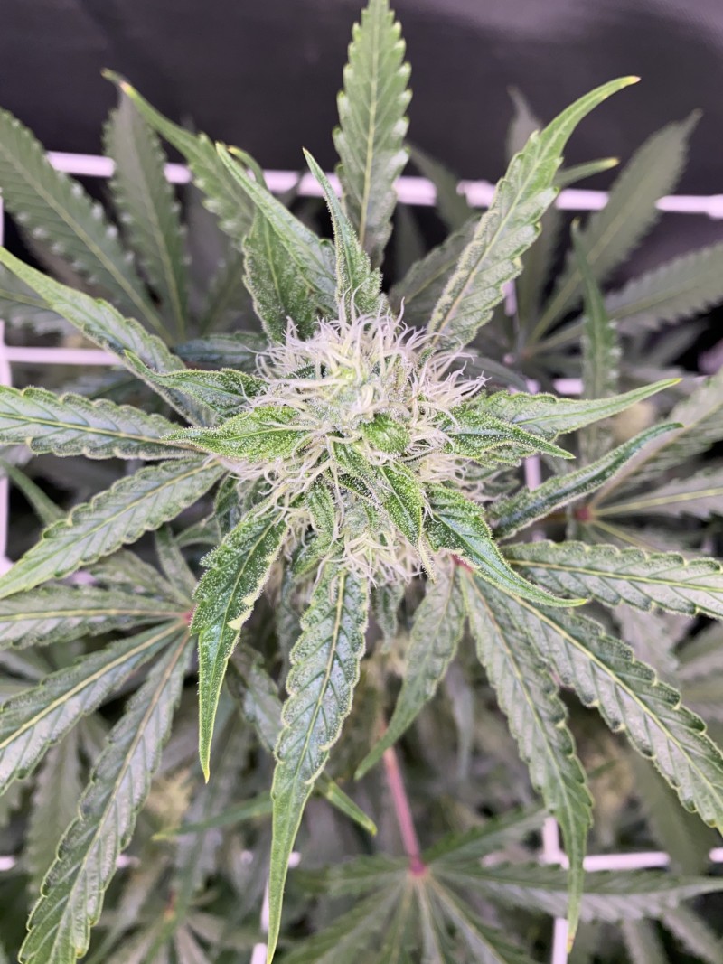 313FC0F2-A32F-4909-B60A-FB87E7DB7AAF