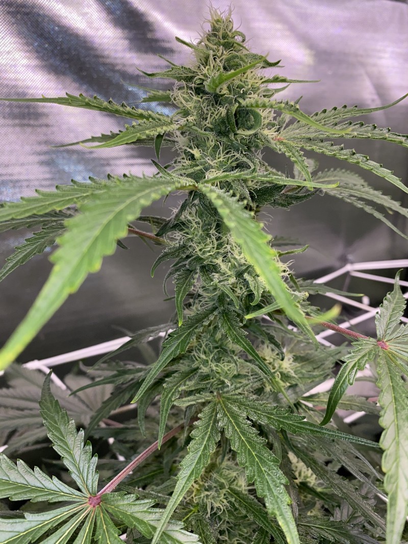 C17BCCA5-47A1-4C9F-8EDE-62EE59D34306