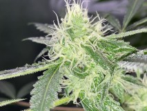 D6E27B58-B1D2-474B-9A4A-371EC4E977CE