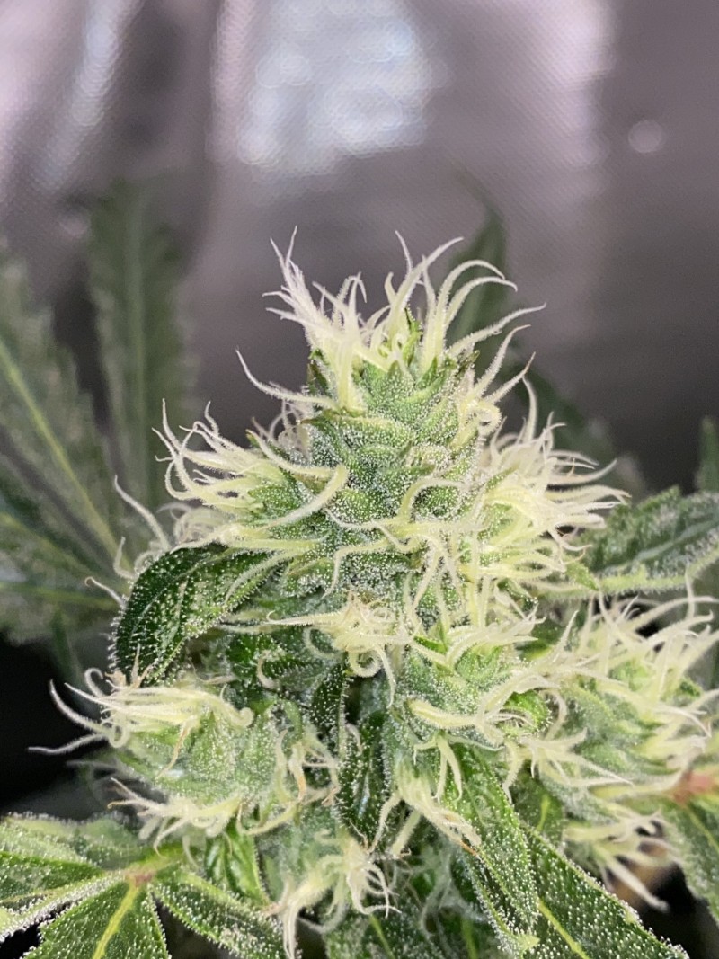 72365E28-A7FD-4C13-92BD-F718FB1701D8