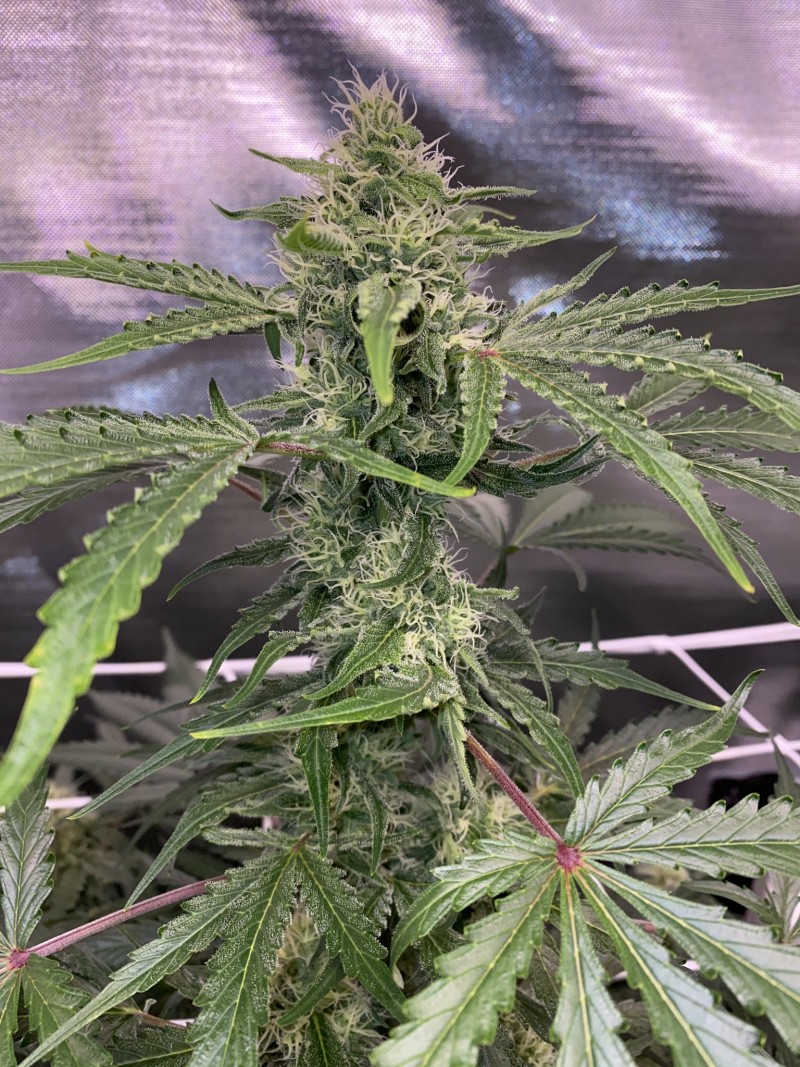 1DC8565C-36A0-47E1-A9B6-C5725226F8A5