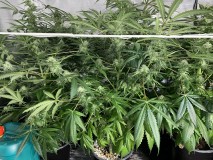 8EADDF62-108B-415E-BA3A-30CBD7952B98