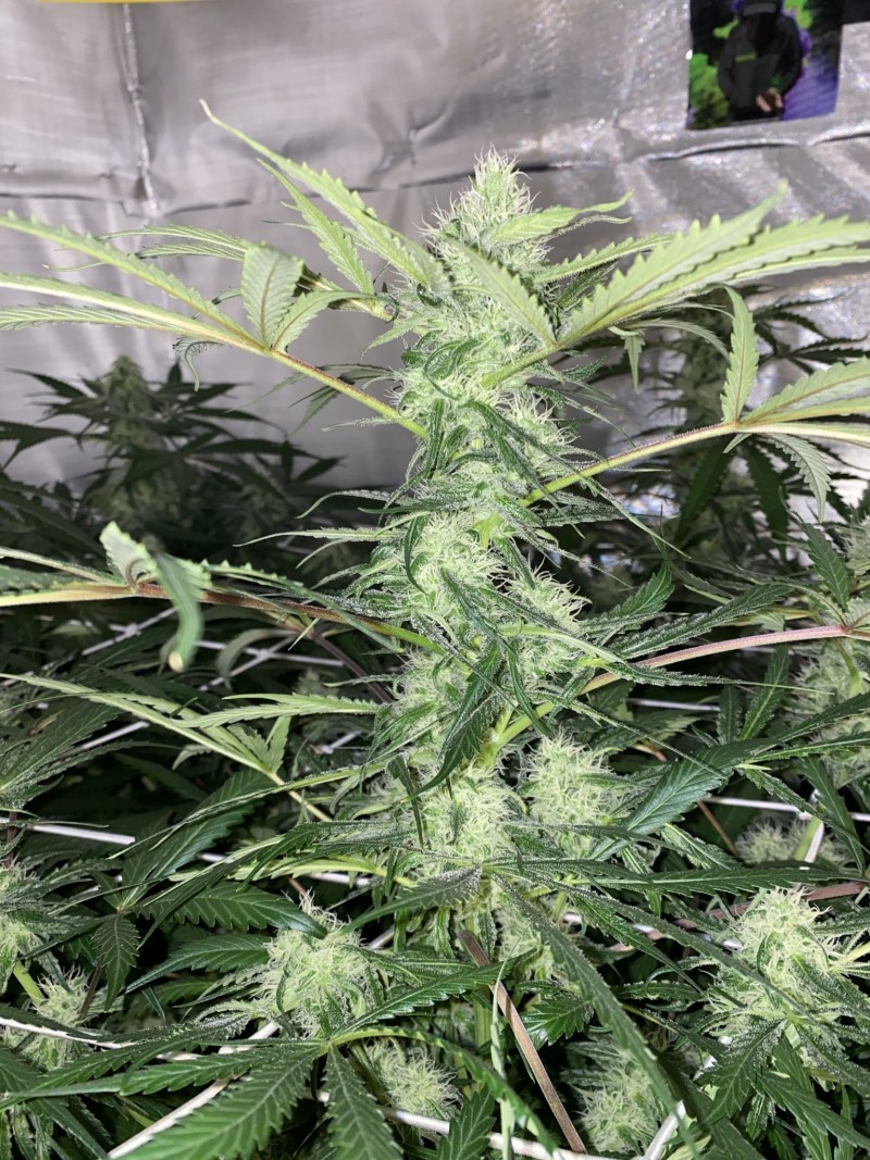 D2B76DB5-174B-4E17-82A7-96FA1FF9F68B