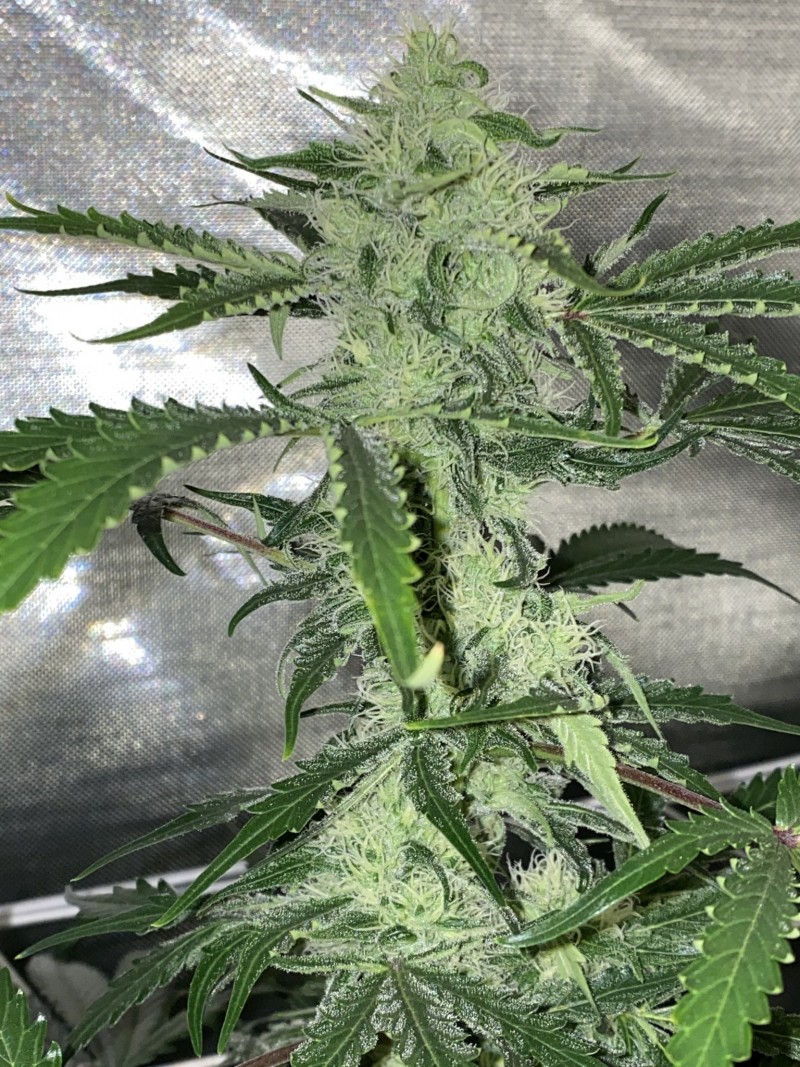 46053B6D-E21F-4DEF-91F7-D37D875EB18A