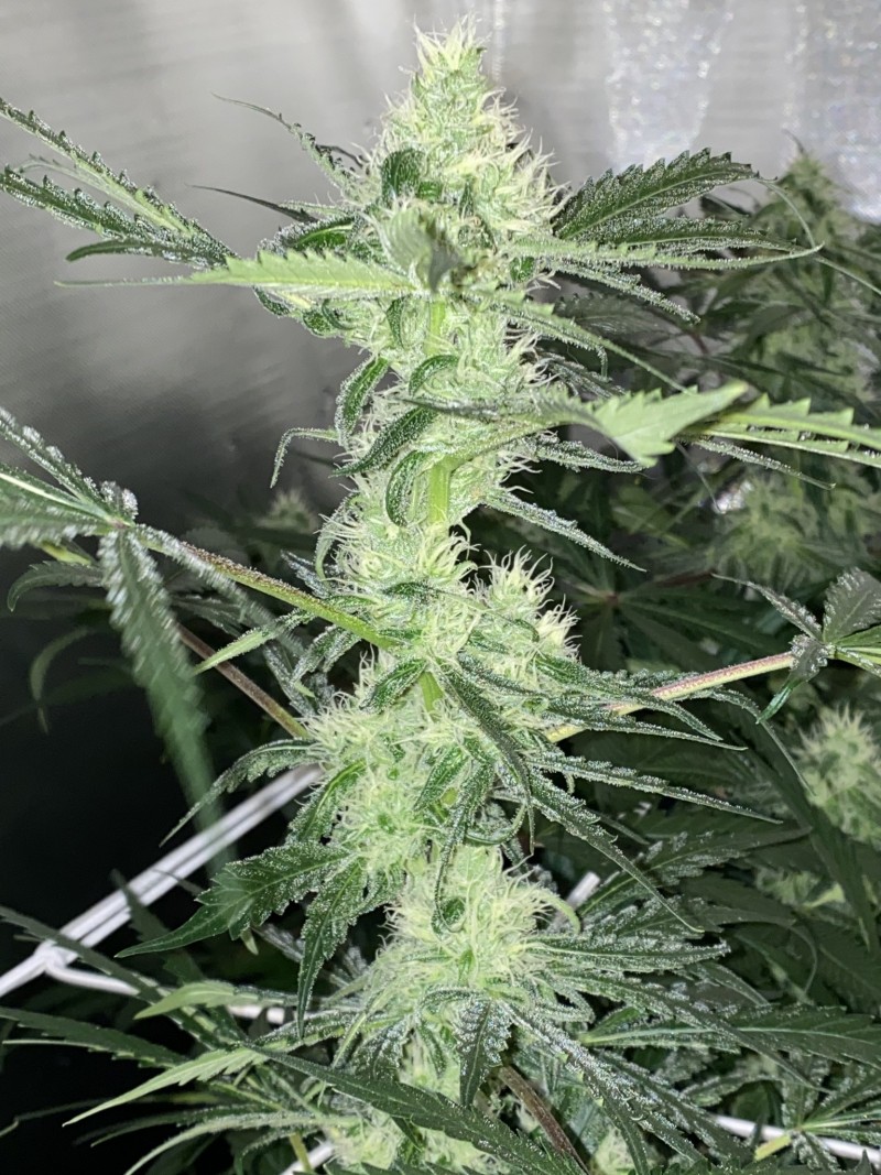 2DAD1C19-2AA9-4872-8E89-83F4A9A076E6