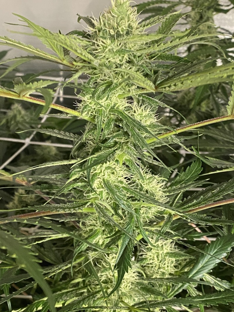 F35A82B3-D4E9-46DC-8880-1E187E6E36F0