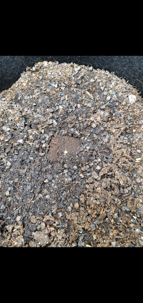 Screenshot_20201122-085037_Gallery