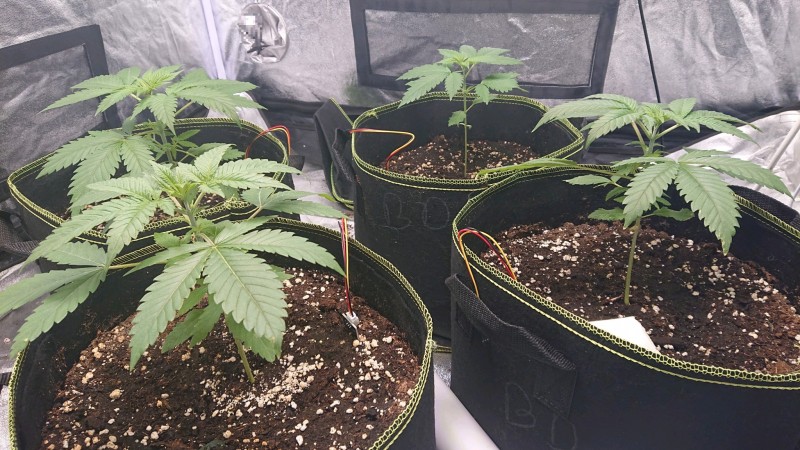 obscura1606152337100