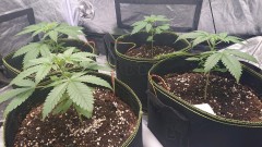 obscura1606152337100