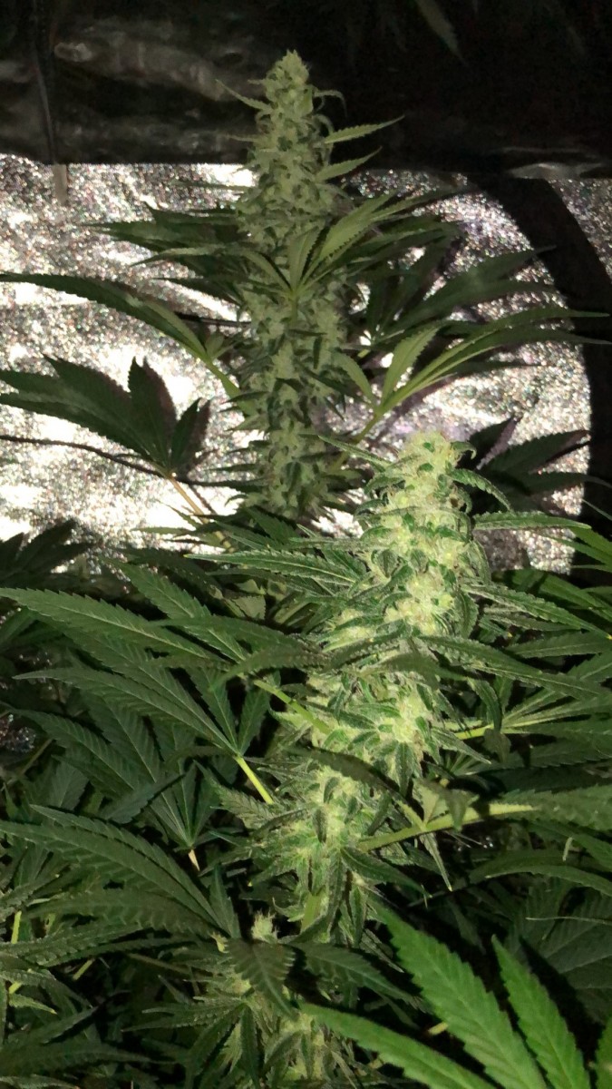 D01E7B2C-9F7B-4D40-9AF0-82C89B57C2F0