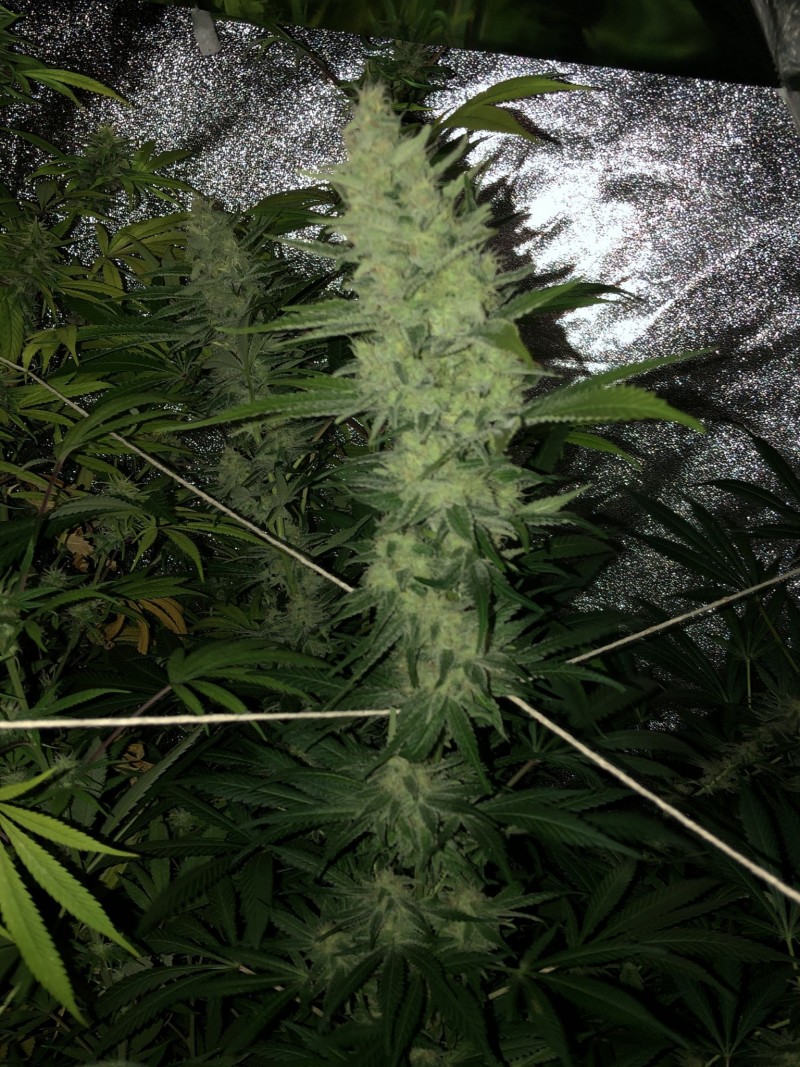 B8AF87F5-5475-4912-B52E-4F516BA4CA4B