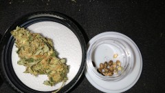 obscura1606241014712