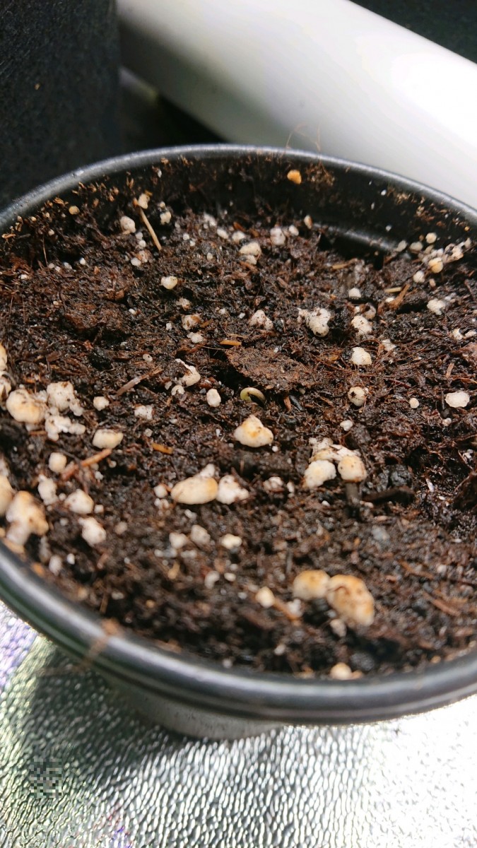 obscura1606240837962