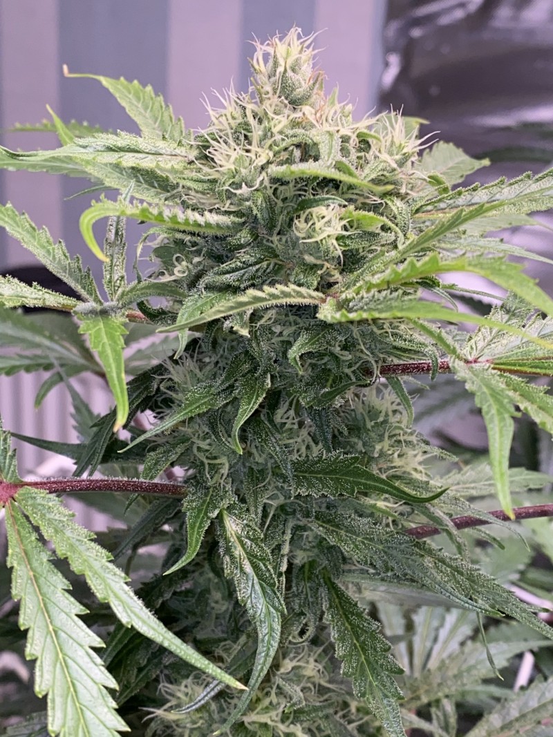 8243BA66-40FE-4409-AE18-9116542F7CD9