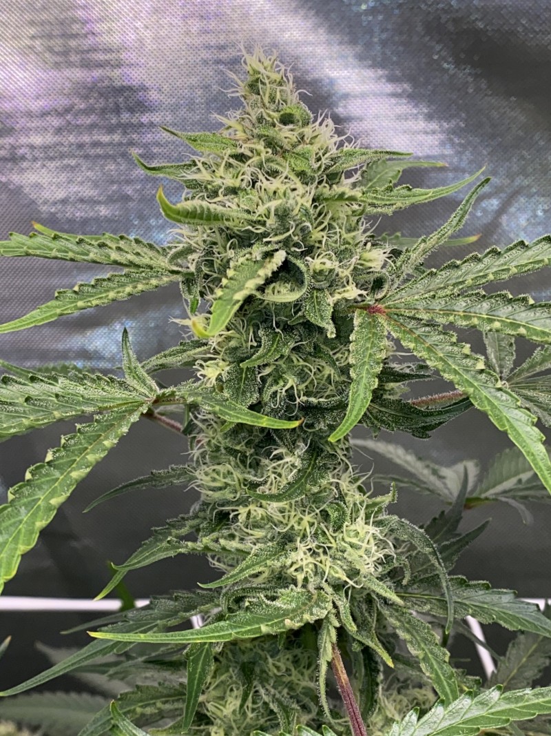 93E0812F-6175-4D75-B82D-50D8894CE44B