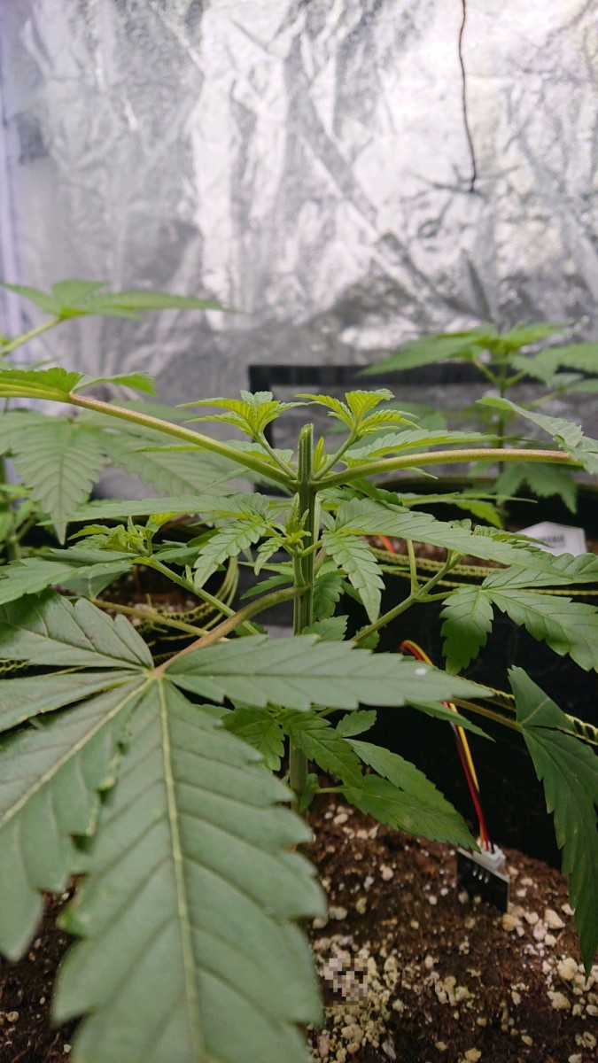 obscura1606660686177