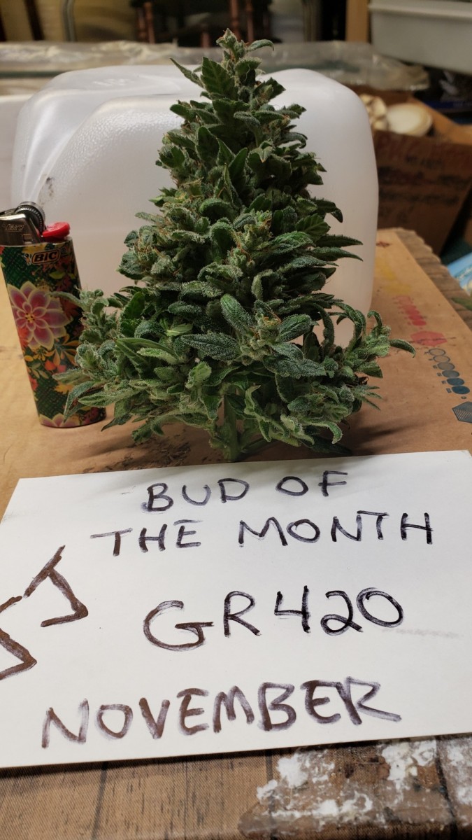 16066918175391675407045165365344