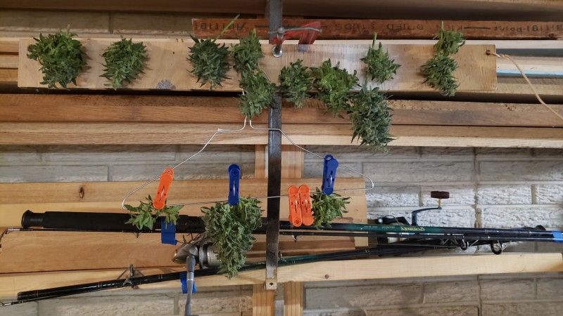 16066923524147747496196281251596