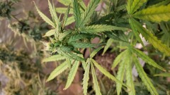 16067987443614239071038923933821