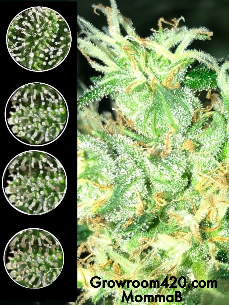 C8EAB541-CD62-42FC-9251-FFBF8864C67E