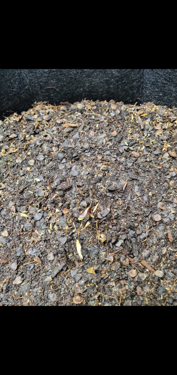 Screenshot_20201202-050341_Gallery