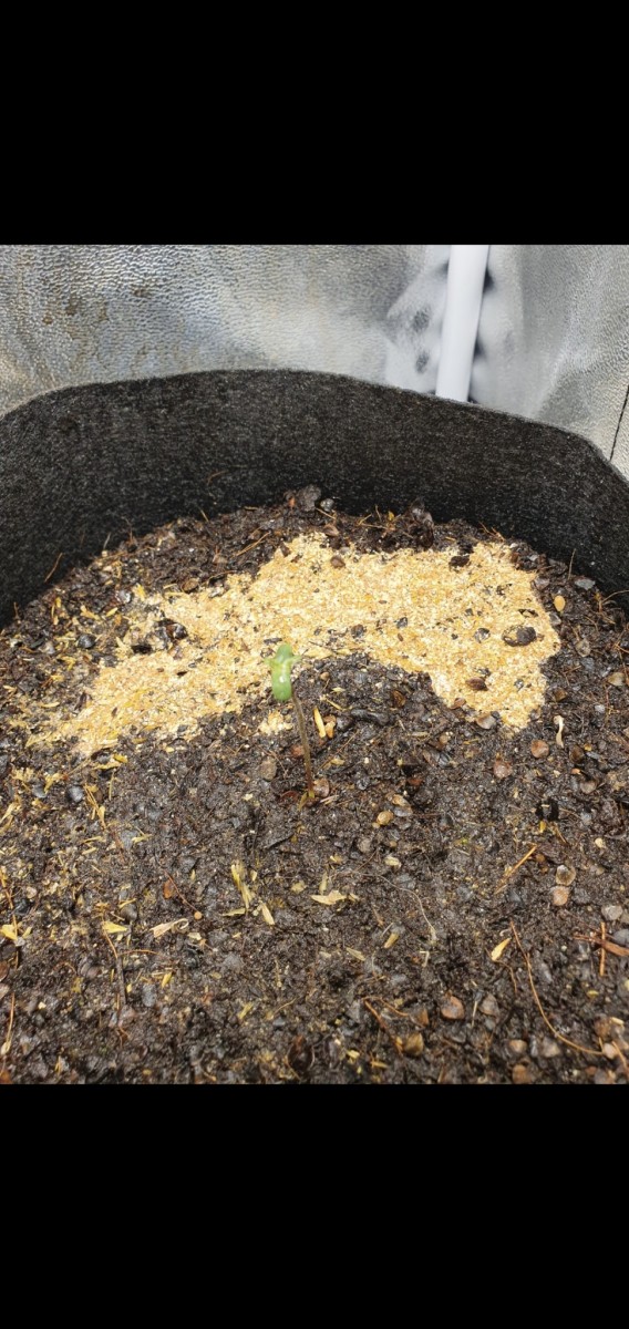 Screenshot_20201202-050331_Gallery