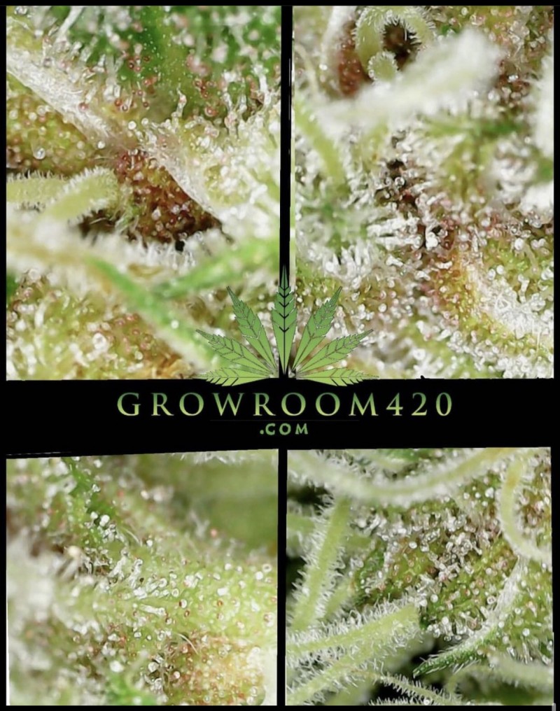 C2E741F2-7476-4303-B9BB-5FC45D14AFDD