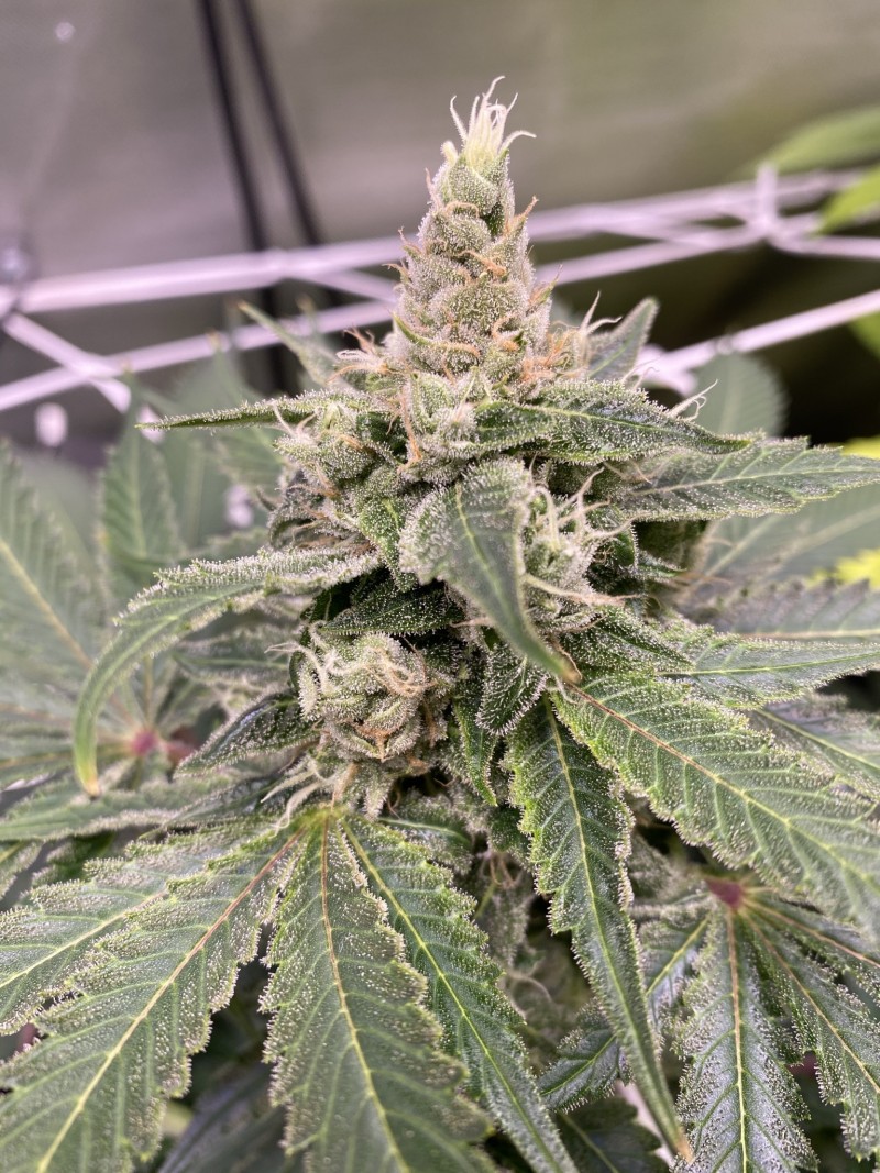 755DF00C-A026-45D2-B331-B9828091C509